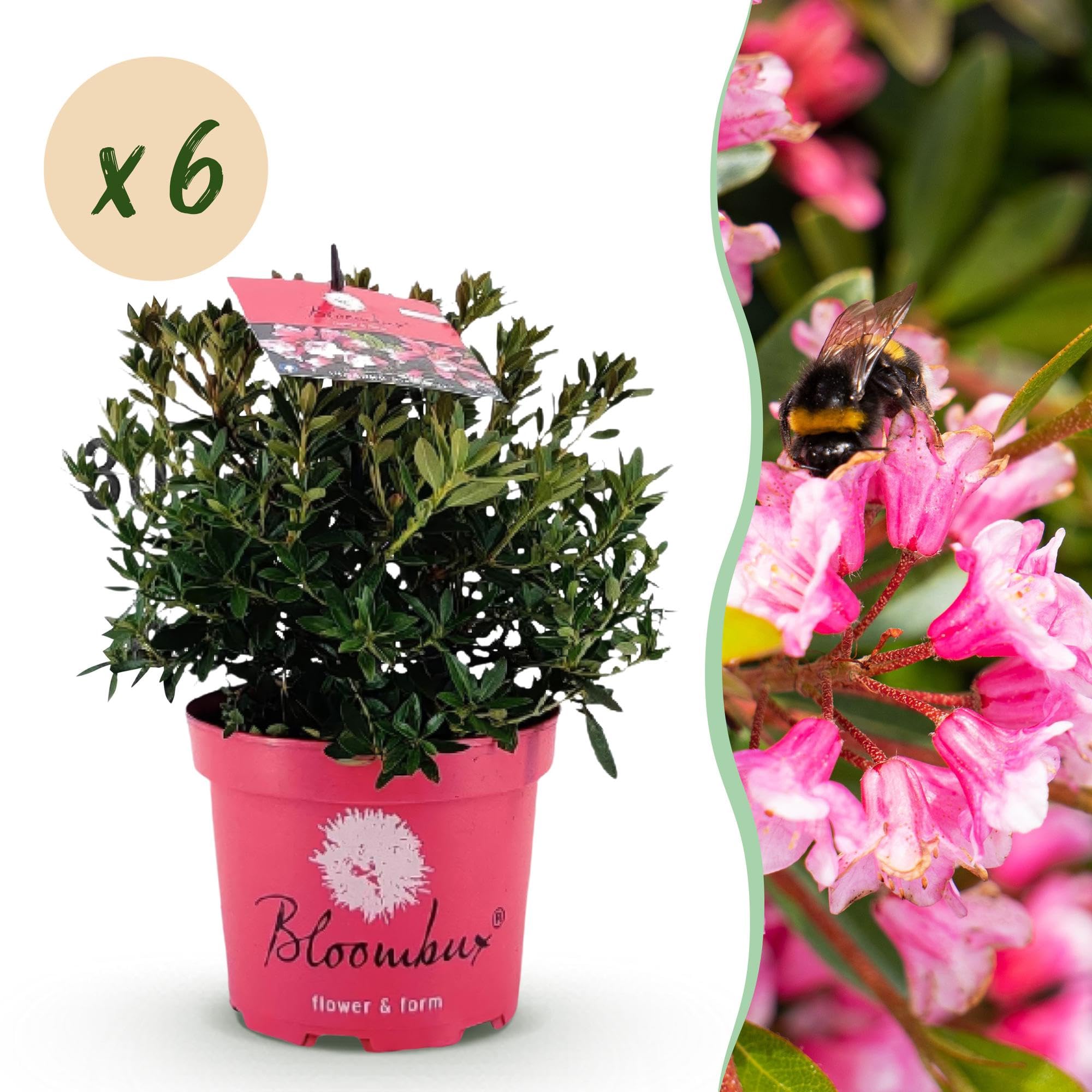 Rododendro Magenta, Pianta da Giardino, Rosa, Set da 6, Vaso 17cm