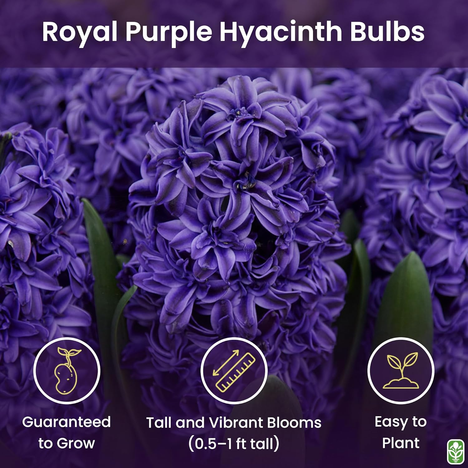 10 Royal Purple Hyacinth Bulbs - Peter Stuyvesant, 16-17 cm, Zones 4-10 (Pre-Chilling Required for Zones 8-10), Stunning Spring Blooms - Image 2