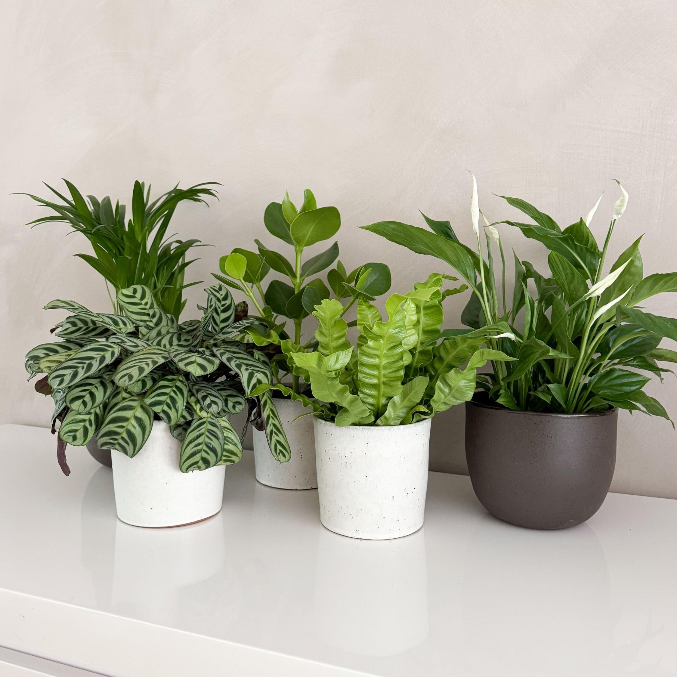 Plant in a Box - Plantas de interior purificadoras de aire - Mezcla de 5 - Altura 25-40cm - Maceta 12cm - Plantas naturales decorativas para hogar y oficina