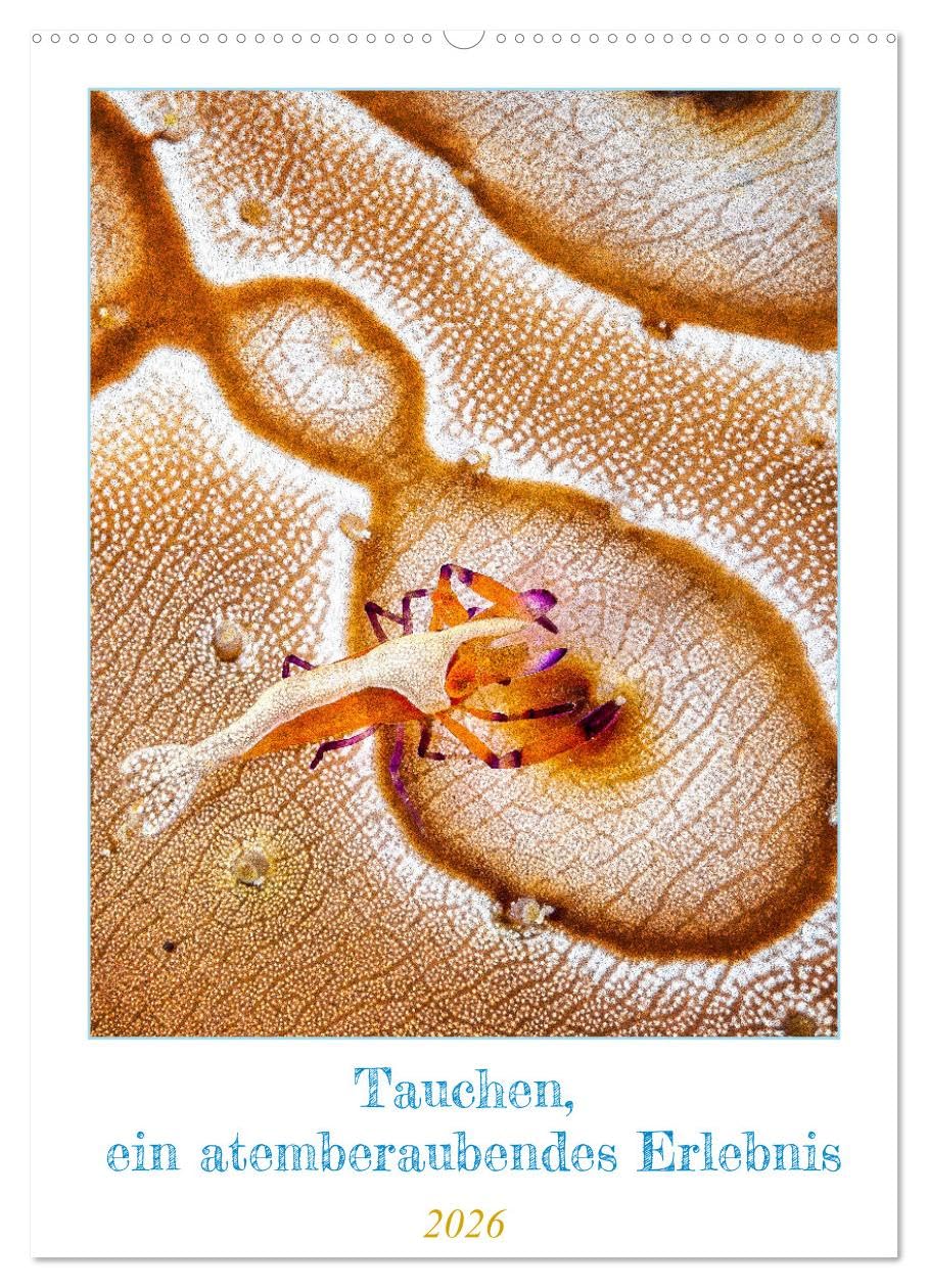 Tauchen, ein atemberaubendes Erlebnis (Wandkalender 2026 DIN A2 hoch), CALVENDO Monatskalender: Die Kalenderseiten sind mit atemberaubenden Bildern ... Tag in eine andere Welt eintauchen lassen.
