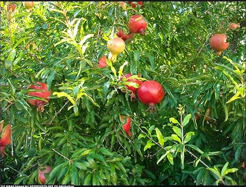 Miniatura 2 de Semillas de árbol de plantas raras 30+ Semillas Pomergranate (Punica granatum)