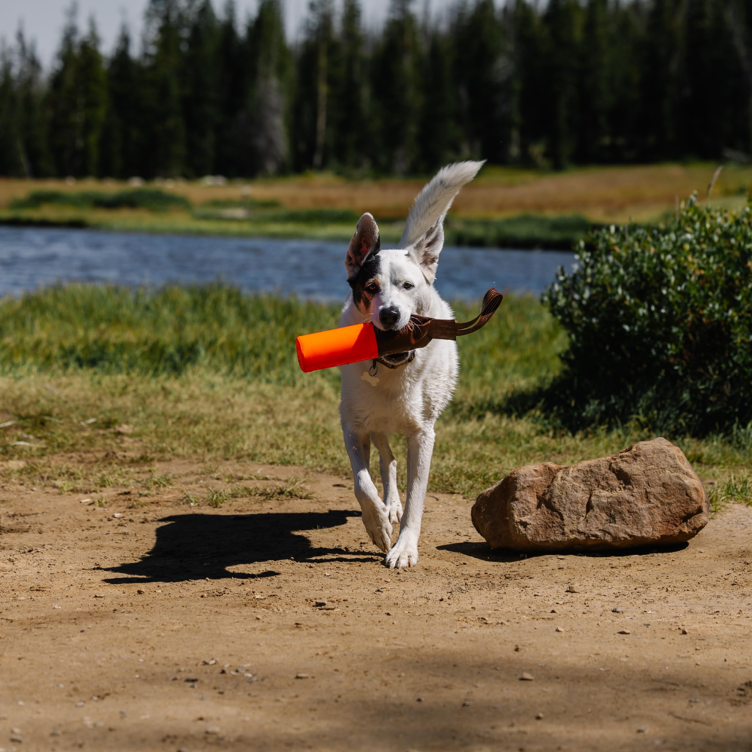 Carhartt Outil de Dressage pour Animal de Compagnie, Jouet à Aller Chercher pour Chien, en Toile de Canard Robuste conçu pour l'entraînement, Orange (Hunter Orange)