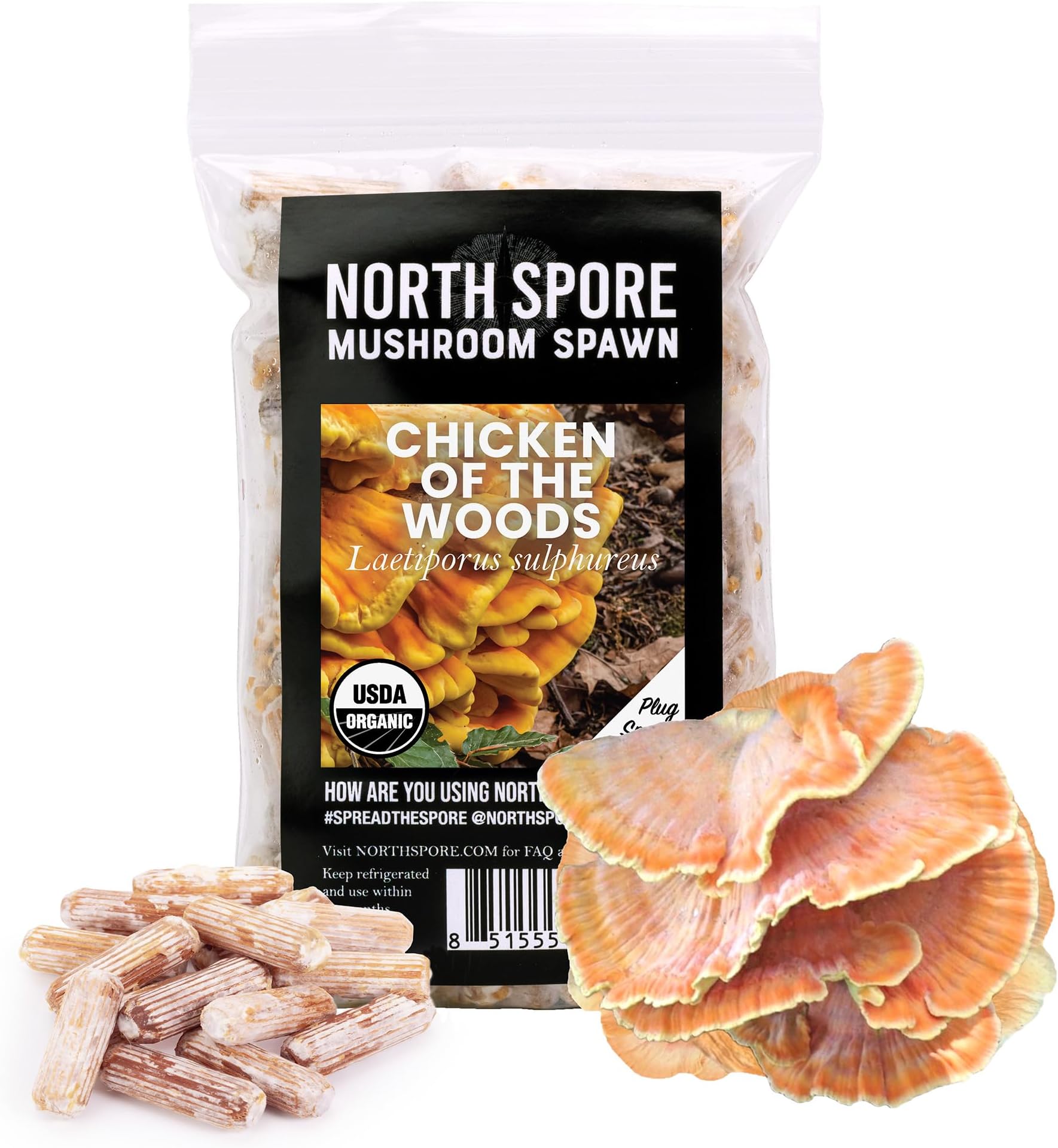 Chicken of The Woods Mushroom Plugs for Logs (100 Count) | Premium Quality Mushroom Plug Spawn | Handmade in Maine, USA | Grow Gourmet Mushrooms Outdoors on Logs | Laetiporus sulphureus