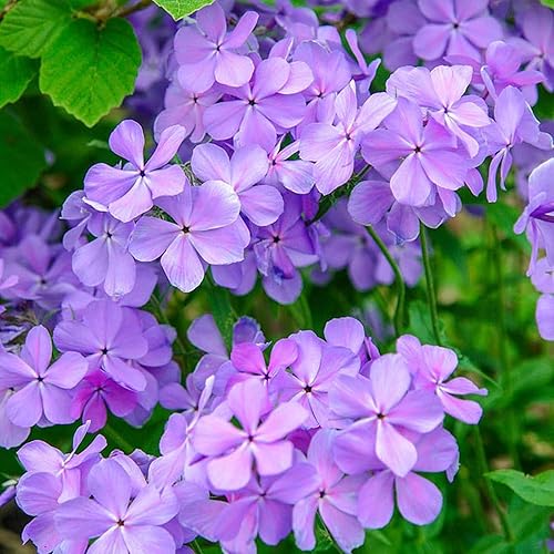 Miniatura 1 de 50 Blue Moon Phlox Semillas Flor Semillas Perennes Flores Mariposa Perenne Flor Jardín Semillas Flores Semillas Flor