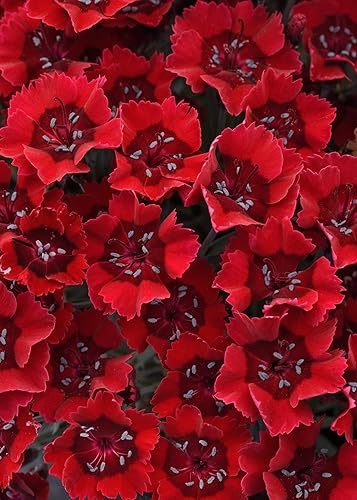 Perennial Farm Marketplace Dianthus x Everlast™ Red (Garden Pinks) Live