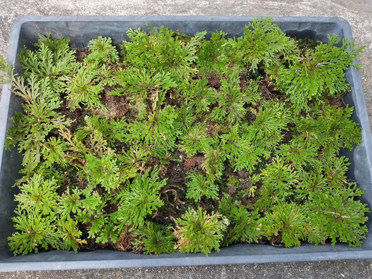 Amazon.co.jp: E 岩松 岩ヒバ イワヒバ 大量極小株 苔 天然 山野草 庭