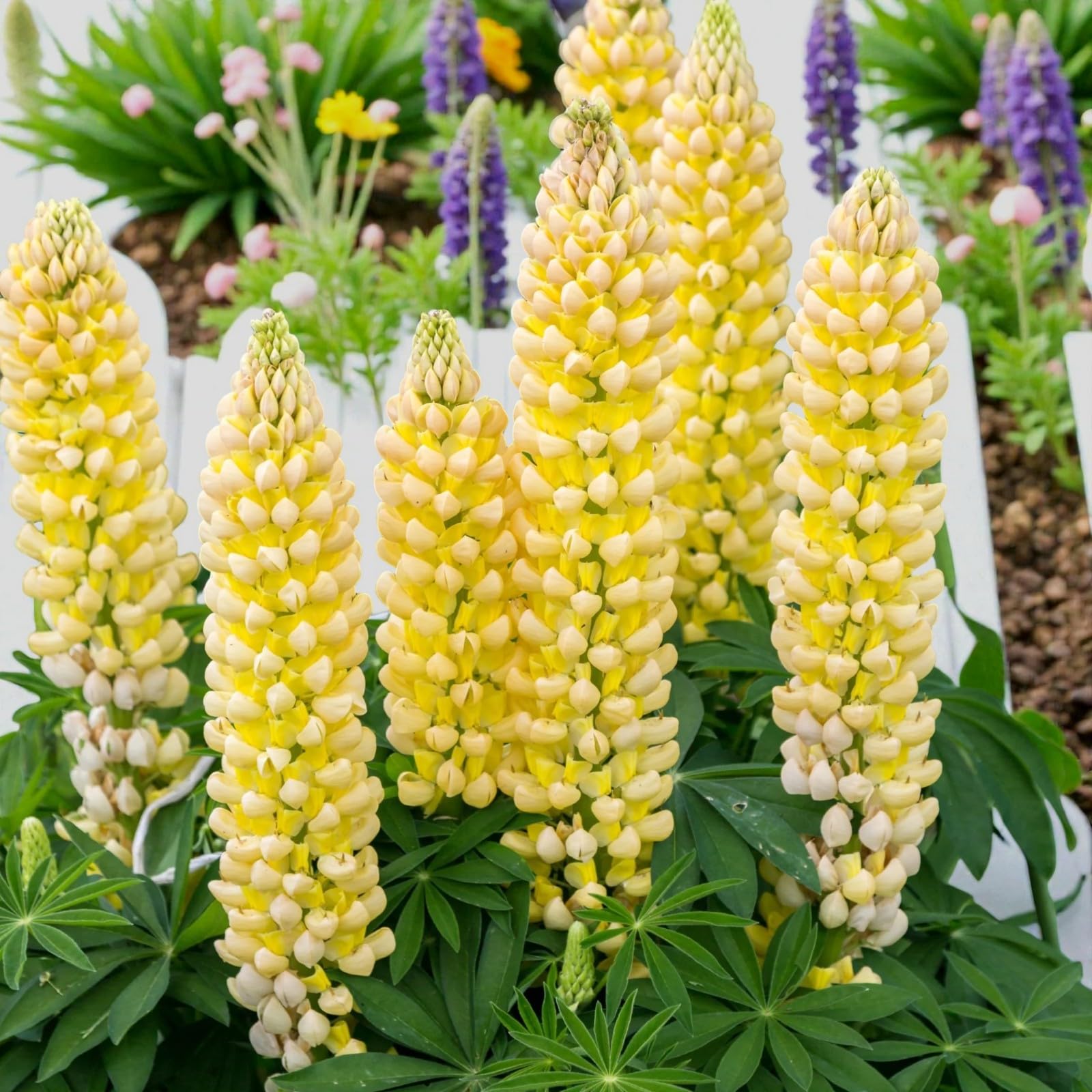 Carbeth Plants Lupin Gallery in 2L Pot - Colourful Lupinus Garden Plants - Tall, Hardy Summer Flower Spikes for Borders & Cottage Gardens - Pollinator Friendly (2, Yellow)