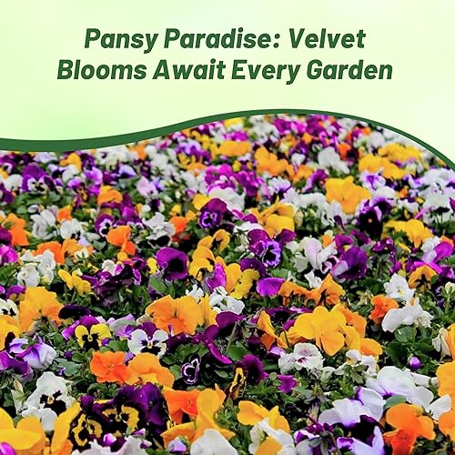 Miniatura 7 de Outsidepride Velvet Mix Viola - Semillas de pensamiento para plantar, 2000 piezas. Flores bienales, resistentes al frío y aptas para polinizadores