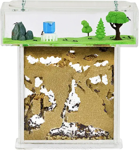 Hormiguero Natural de Arena Kit T Acrílico 15x15x1,5 cm con Hormigas - Ecosistema Terrario