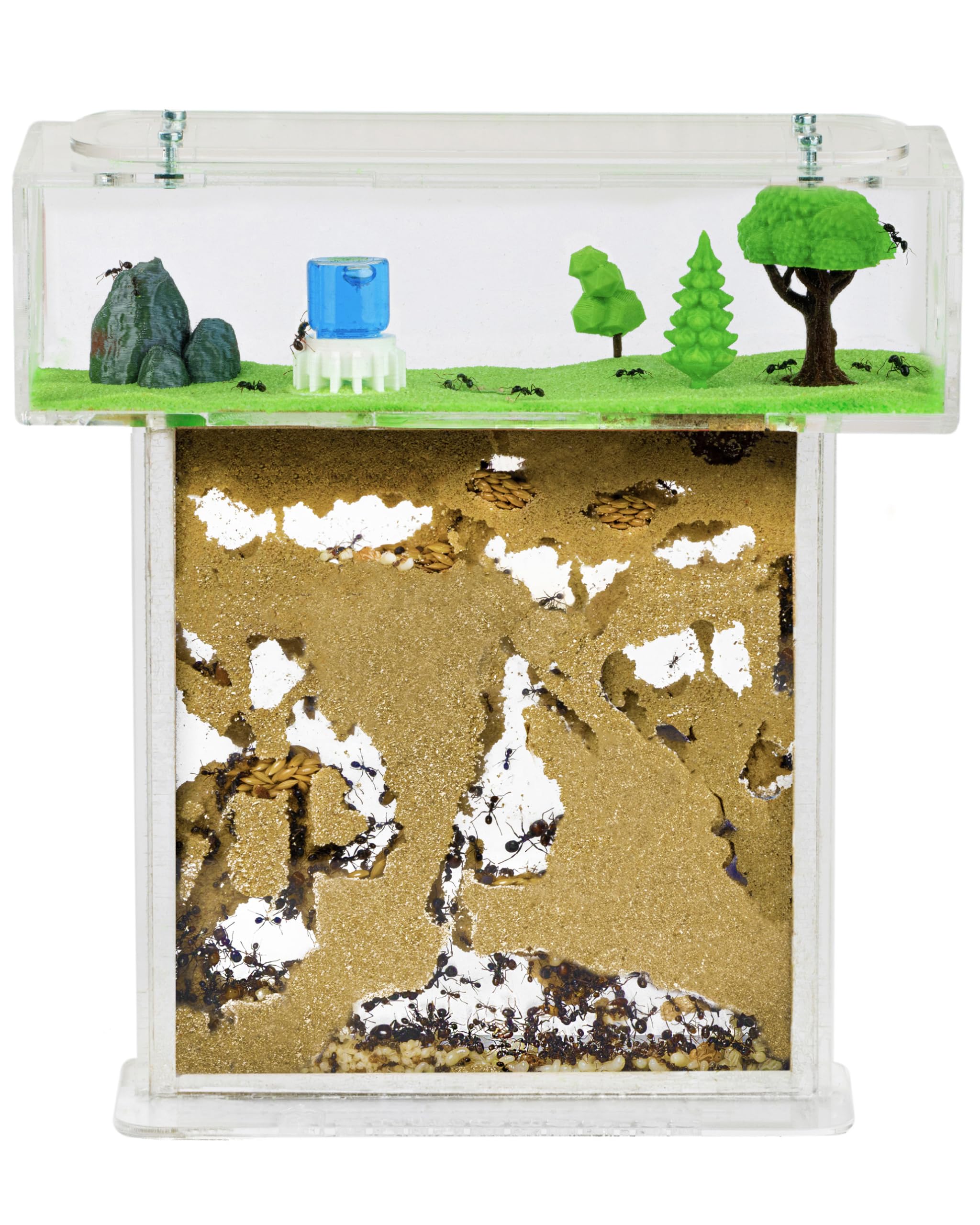 AntHouse - Natural Sand Ant Farm | Acrylic T Kit 15x15x1,5 cm