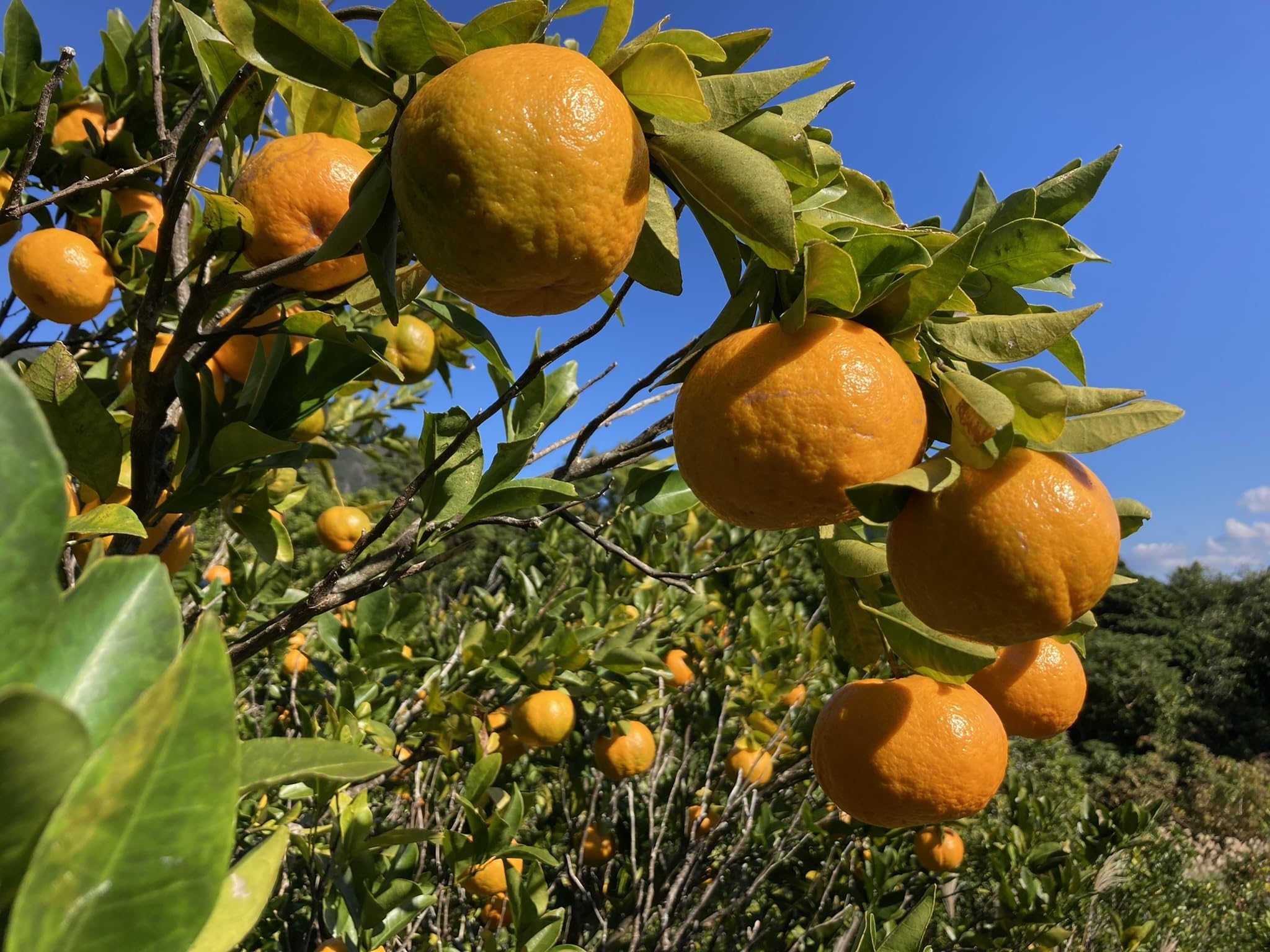 Amazon | 【屋久島産】アゲハ蝶 幼虫 餌 完全無農薬 みかんの葉っぱ 枝