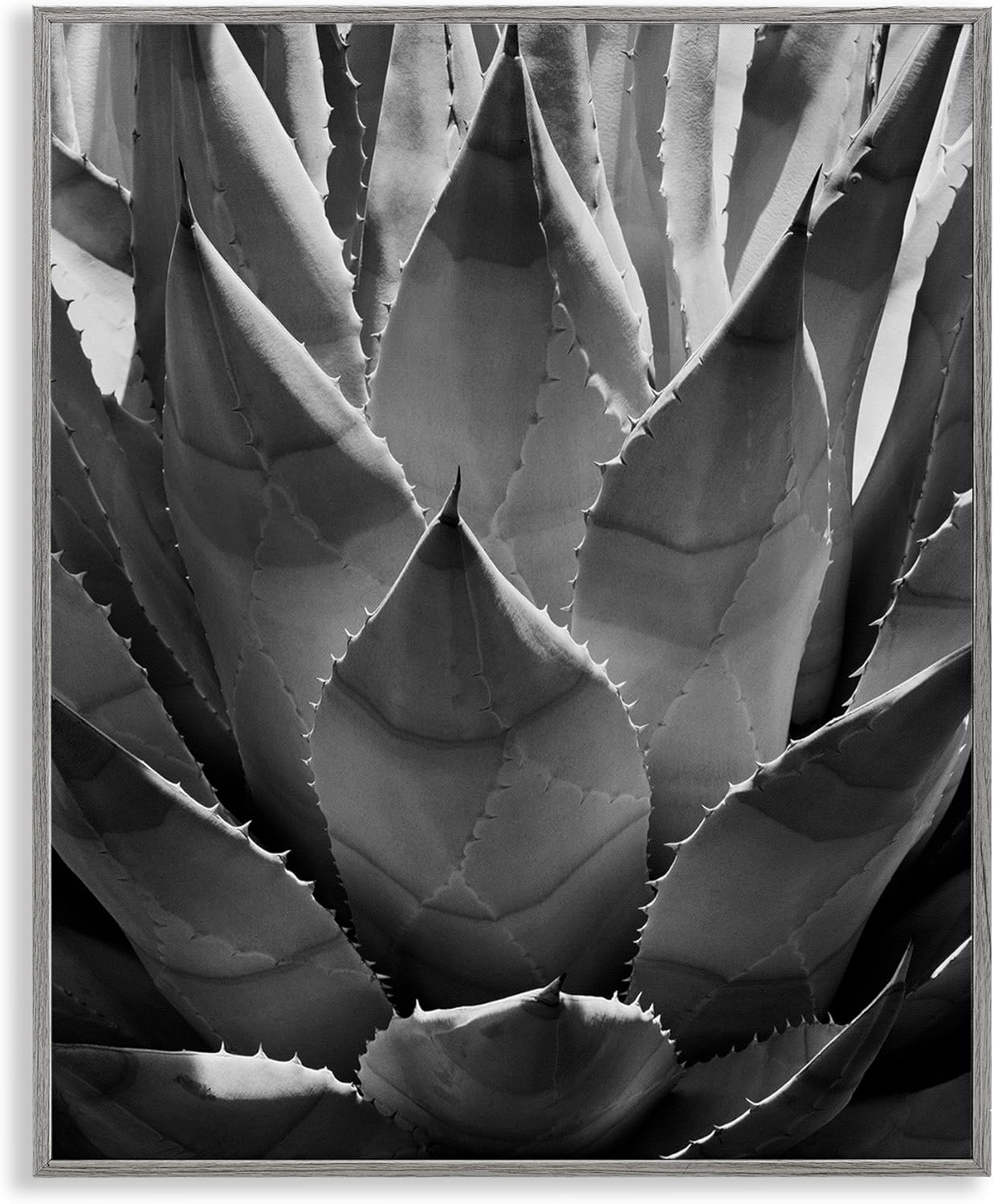 Stupell Industries Desert Plant Detail Framed Giclee Art Design by Chip Forelli