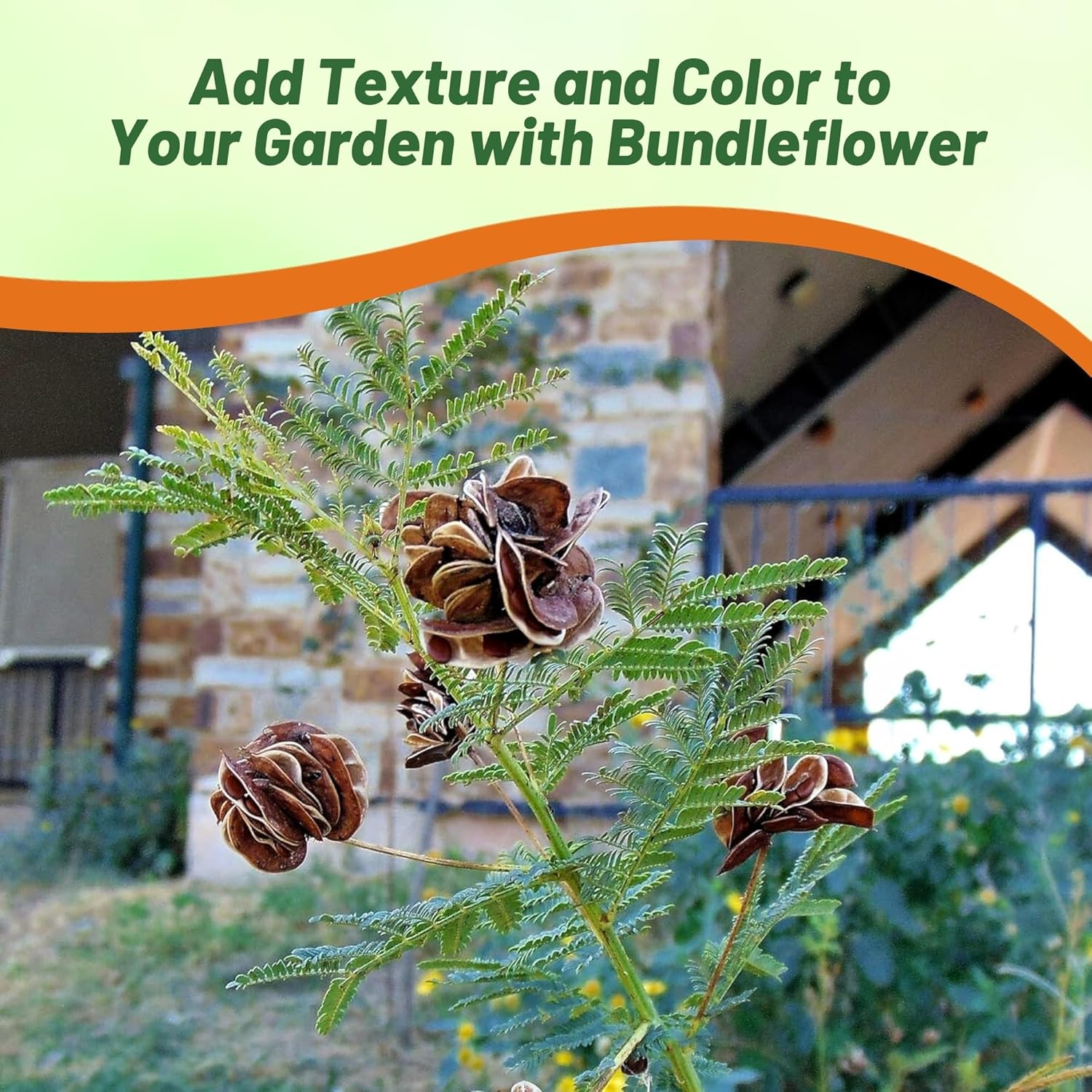 Outsidepride Illinois Bundleflower Seed - 1 LB Soil Enriching Legume, Fern-Like Foliage, White Puffy Flowers, Deep-Rooted Perennial, Easy to Grow for Soil Enrichment, Wildlife Food Plot