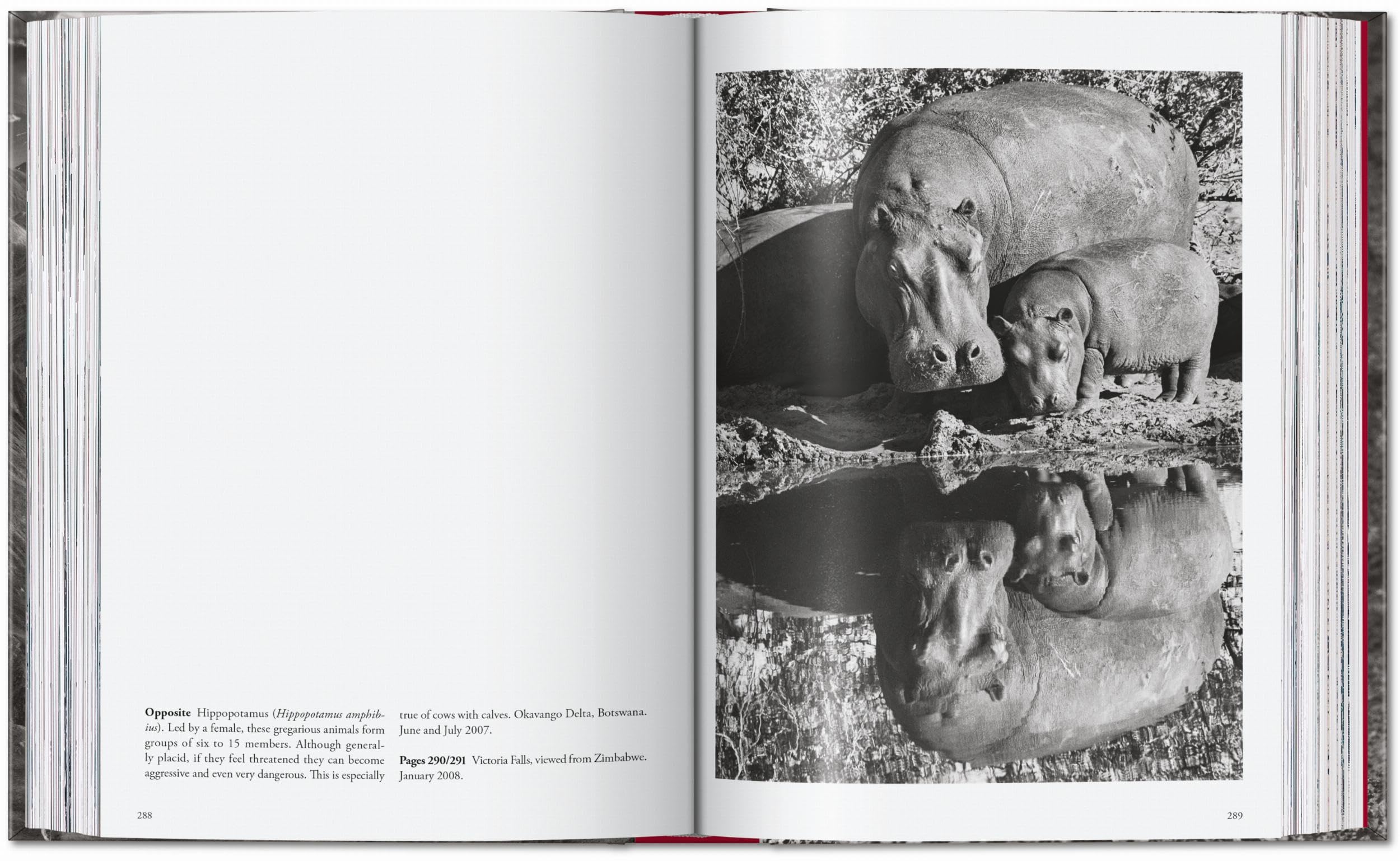 Sebastião Salgado: Genesis. 45th Ed.
