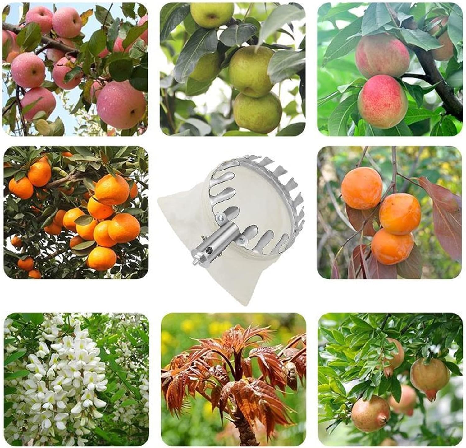 Obstpflücker Teleskopgriff – Verstellbares Obstpflückwerkzeug für einfache Ernte von Kaki, Pfirsich, Birne, Apfel, Pflaume, Mango und Bayberry – 4,8 m Reichweite