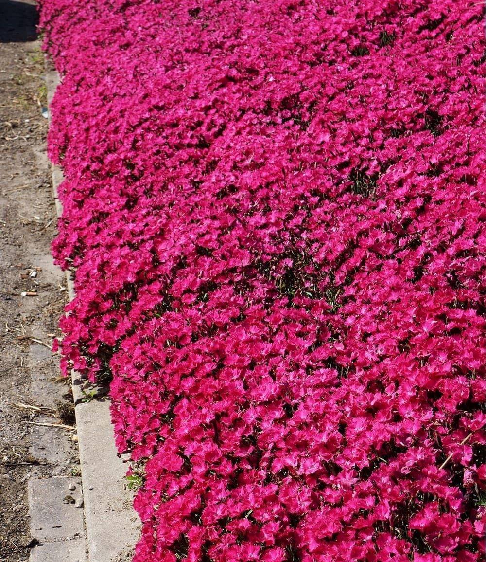 BALDUR Garten 18x Bodendecker-Nelke Vivid®, Pflanzen im 9x9 cm-Topf