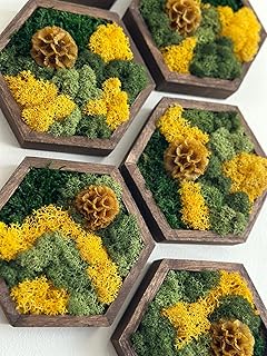 Moss Wall Art | Honeycomb Moss Single to Set of Twelve | Green Scabiosa with Preserved Reindeer Moss (White, Set of Five)