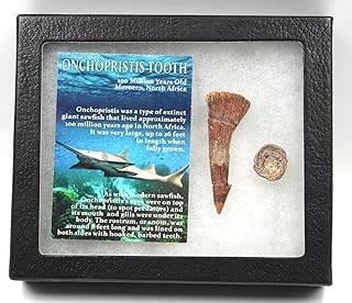Onchopristis Sawfish Vertebra & Tooth Fossil 16862