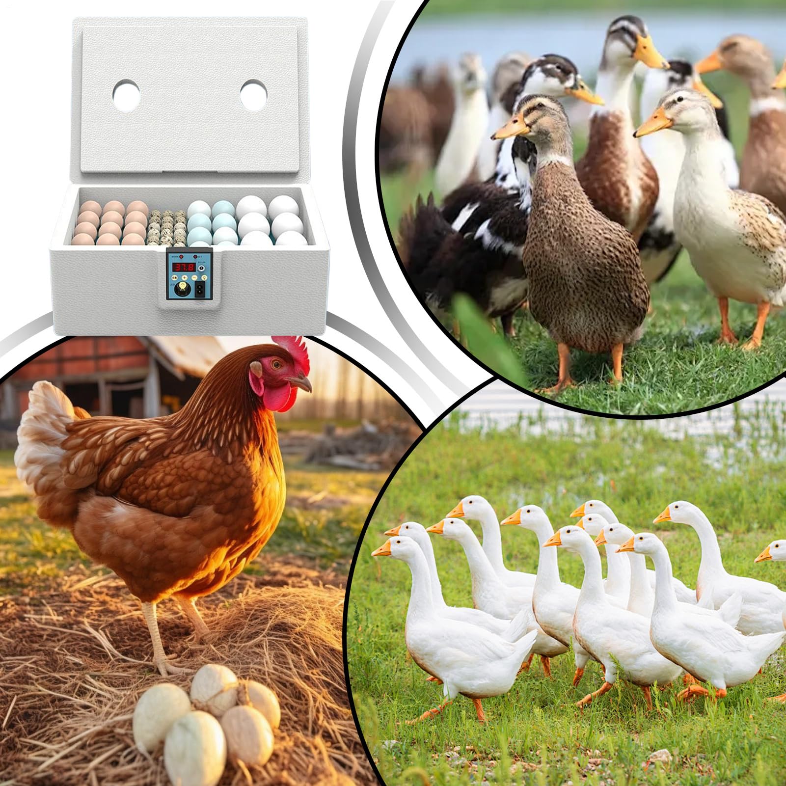 Incubadora para Eclosionar Huevos - Incubadora para 10-25 Huevos De Codorniz,Criadora Avícola Inteligente para Uso En Laboratorios Y Aulas, Control semiautomático