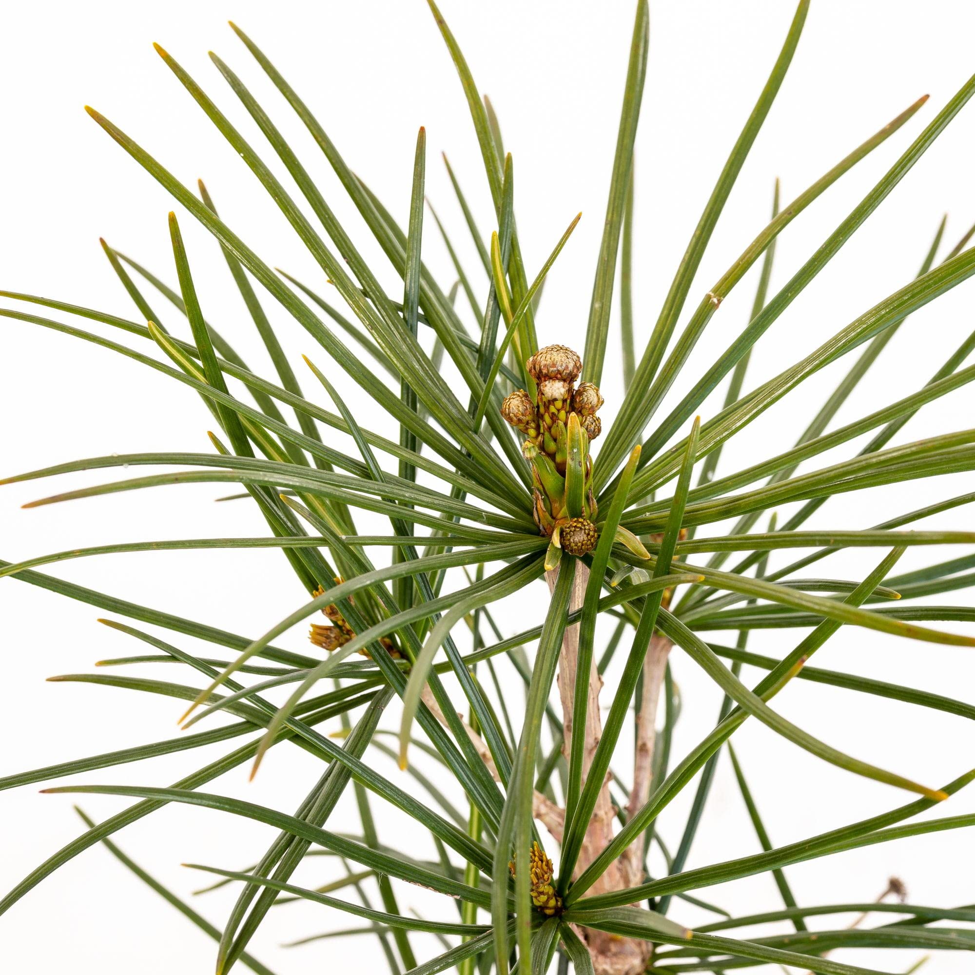 POWERS TO FLOWERS - SCIADOPITYS VERTICILLATAS, VASO 22, pianta vera