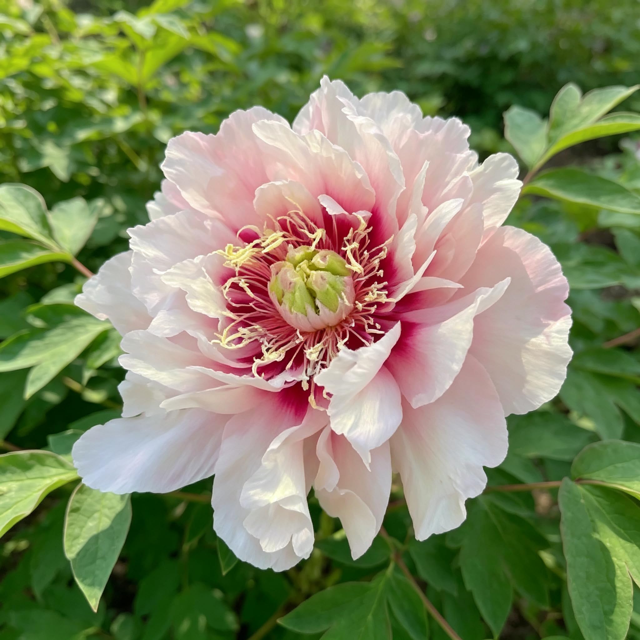 Peony Seed-Hardy,Perennial Delights for Spectacular Garden Displays