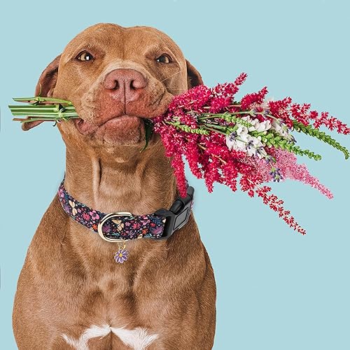 Miniatura 5 de Faygarsle Collar de algodón para perros de diseño de flores lindas para hembras pequeñas, medianas y grandes con dijes de flores moradas, M