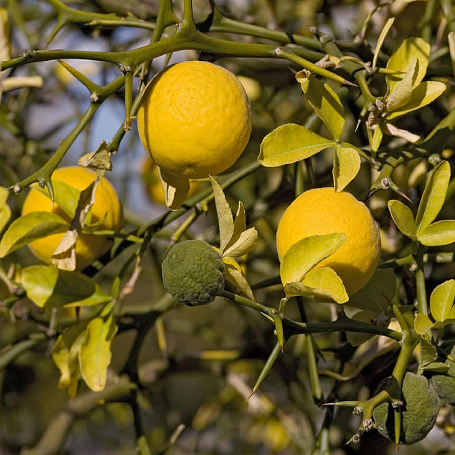 CHUXAY GARDEN Trifoliate Citrus Seed 5 Seeds Trifoliata