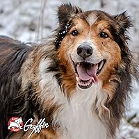 Vista 8 de Fromm Comida para perros con paté de carne de res y cebada - Comida húmeda prémium para perros - Receta de carne de res - Caja de 12 latas