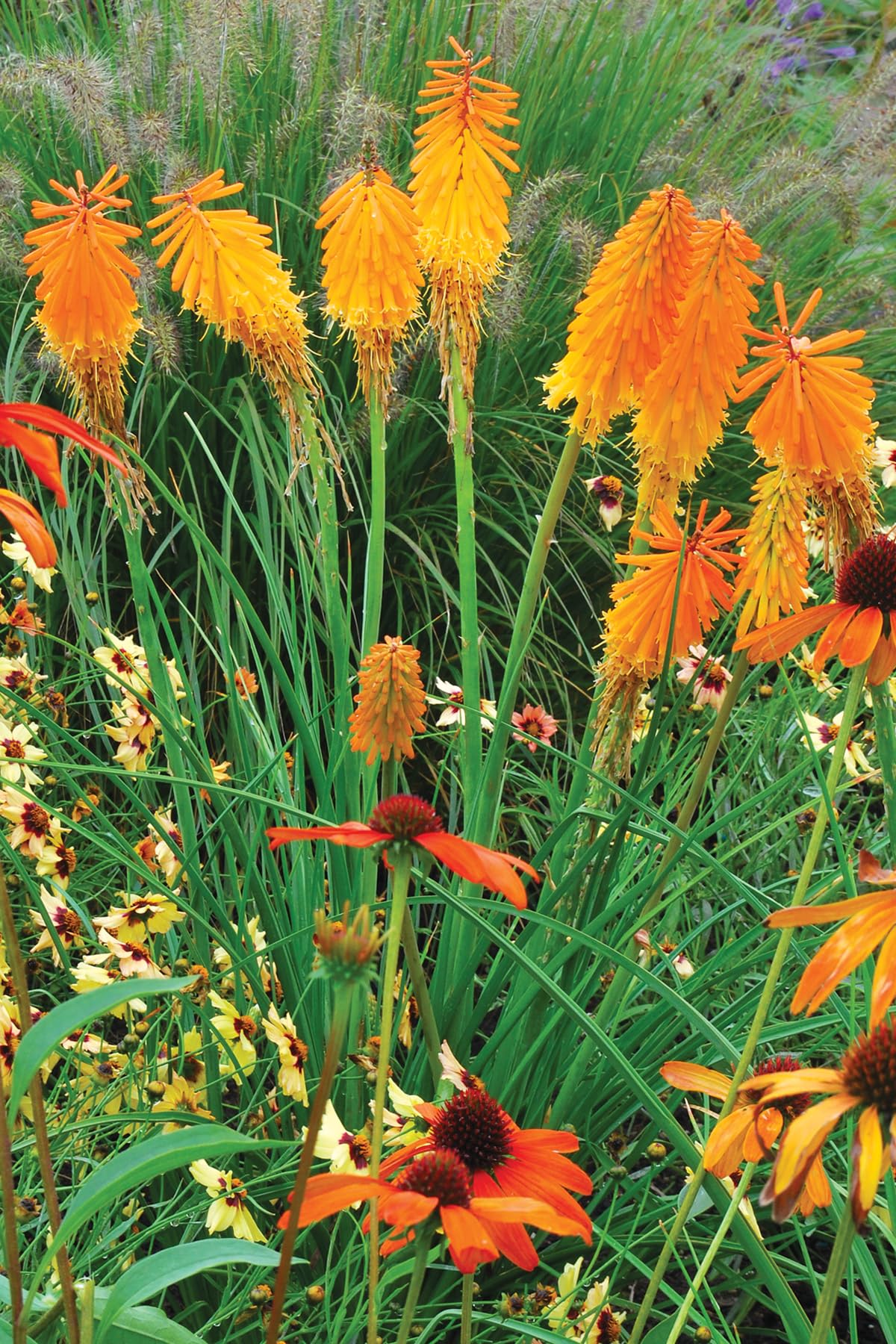 Stauden Gänge 5 x Kniphofia 'Mango Popsicle' Fackellilie Orange winterhart | Fackellilie – winterharte Staude & Dauerblüher für sonnige Beete, mehrjährig, bienenfreundlich, 1 L Topf (11x11 cm)