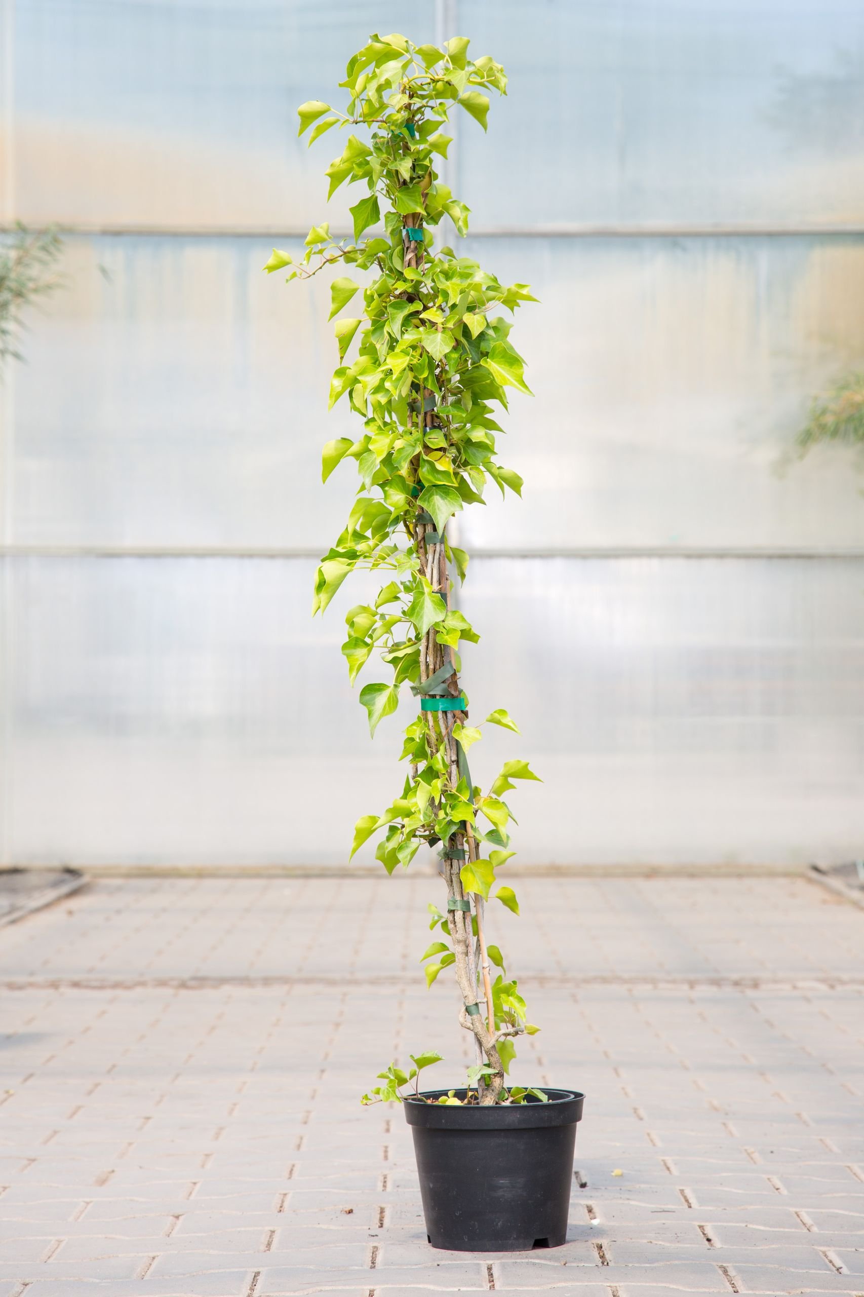 Gemeiner Efeu 80-100 cm Kletterpflanze fr Sonne-Schatten Heckenpflanze  dunkelgrn, grnes Laub Gartenpflanze immergrn 1 Pflanze im Topf :  Amazon.de: Garten