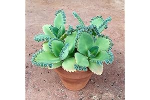 3 Mother of thousands Kalanchoe daigremontiana~mexican hat plant succulent