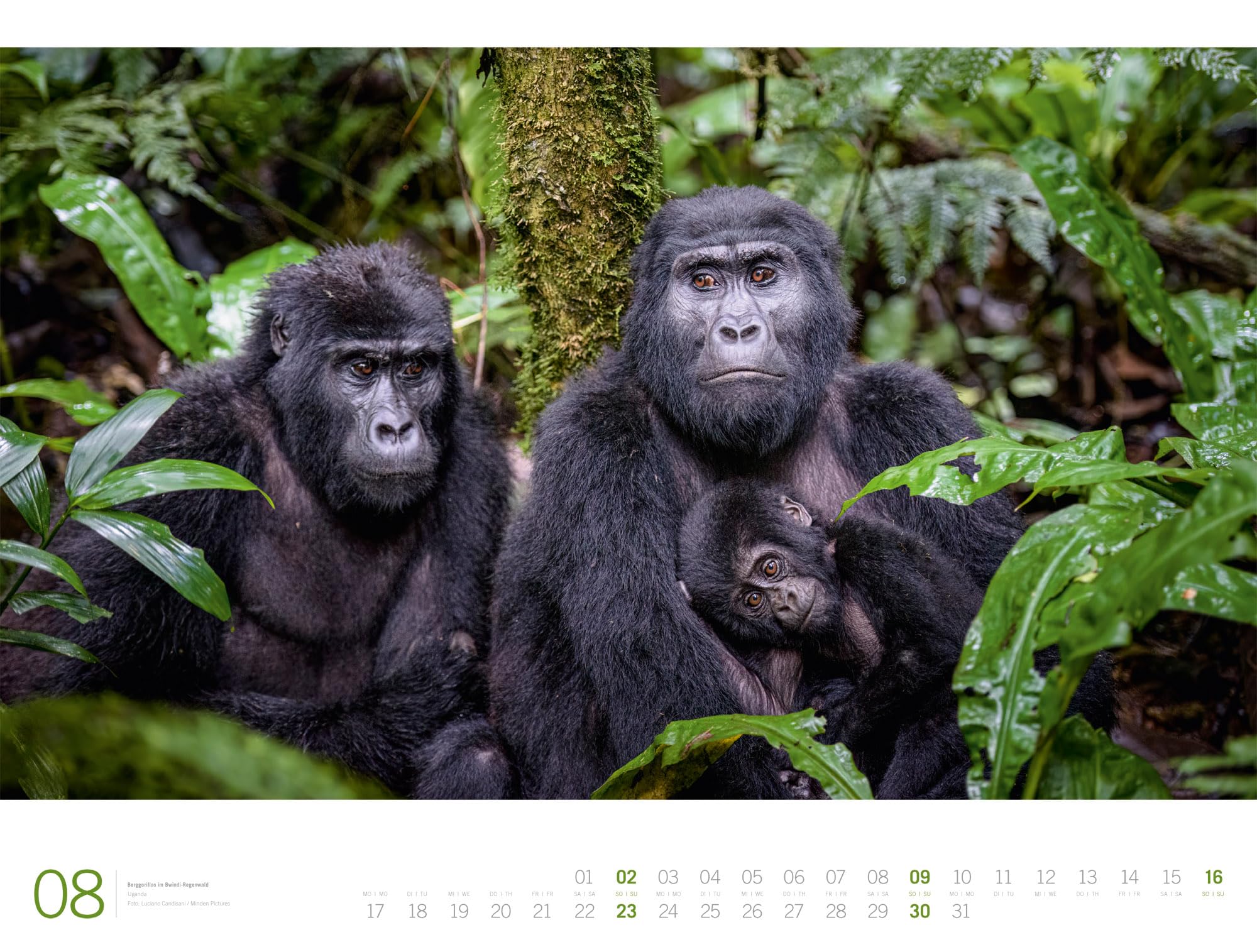 Afrika Gallery Kalender 2026: Bildgewaltiger Afrika-Kalender im großen Querformat (66x50 cm) | Tiere und Landschaft im Großformat