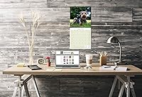 Vista 729 de Razas de Perros 2017