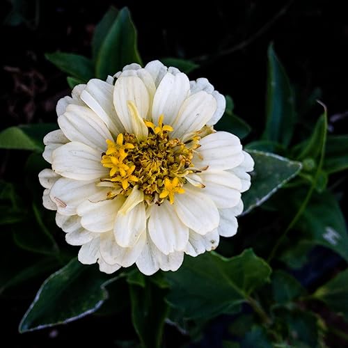 Miniatura 5 de Plant Good Seed Semillas orgánicas de zinnia de umbelina  Paquete de 200, semillas tradicionales para plantar flores, suministros de jardinería,