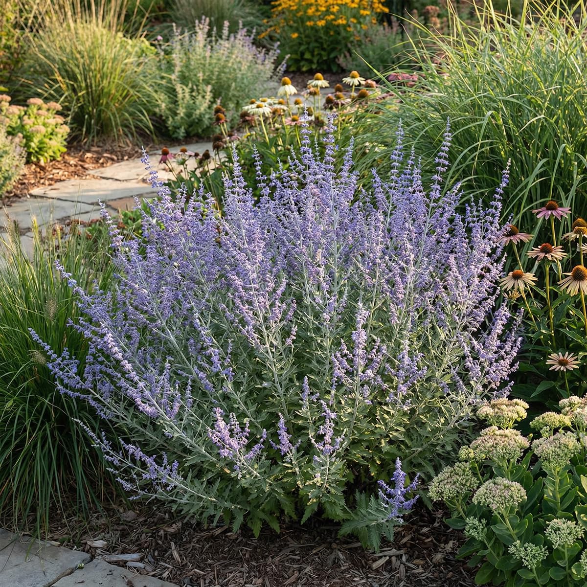 Bloomique - Perovskia Atriplicifolia Prime Time - Salvia russa - Piante da giardino - Resistenti all'inverno - Altezza 30-50 cm - Vaso 19 cm