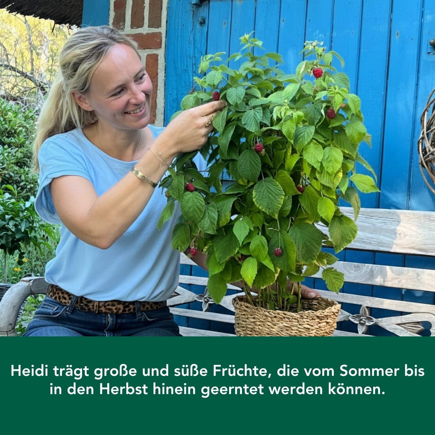 Bloomify® rote Bio Balkon-Himbeerpflanze "Heidi" | 60 bis 80 cm großer ertragreicher Himbeerstrauch | winterharte und pflegeleichte Himbeere für Balkon oder Terrasse | süße, leckere Früchte