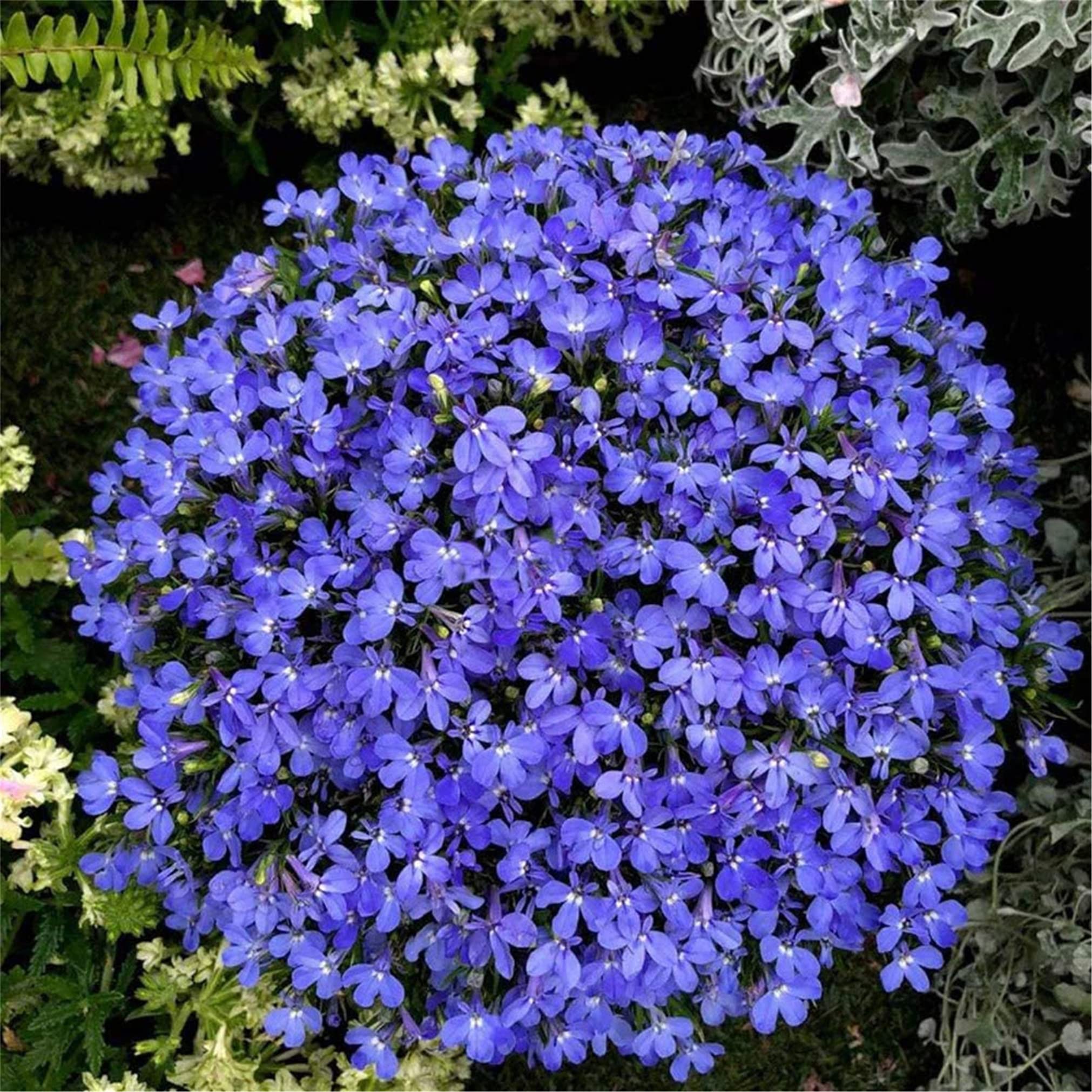 Amazon.com : zellajake Rare Flower Seeds Blue Carpet Lobelia Plant