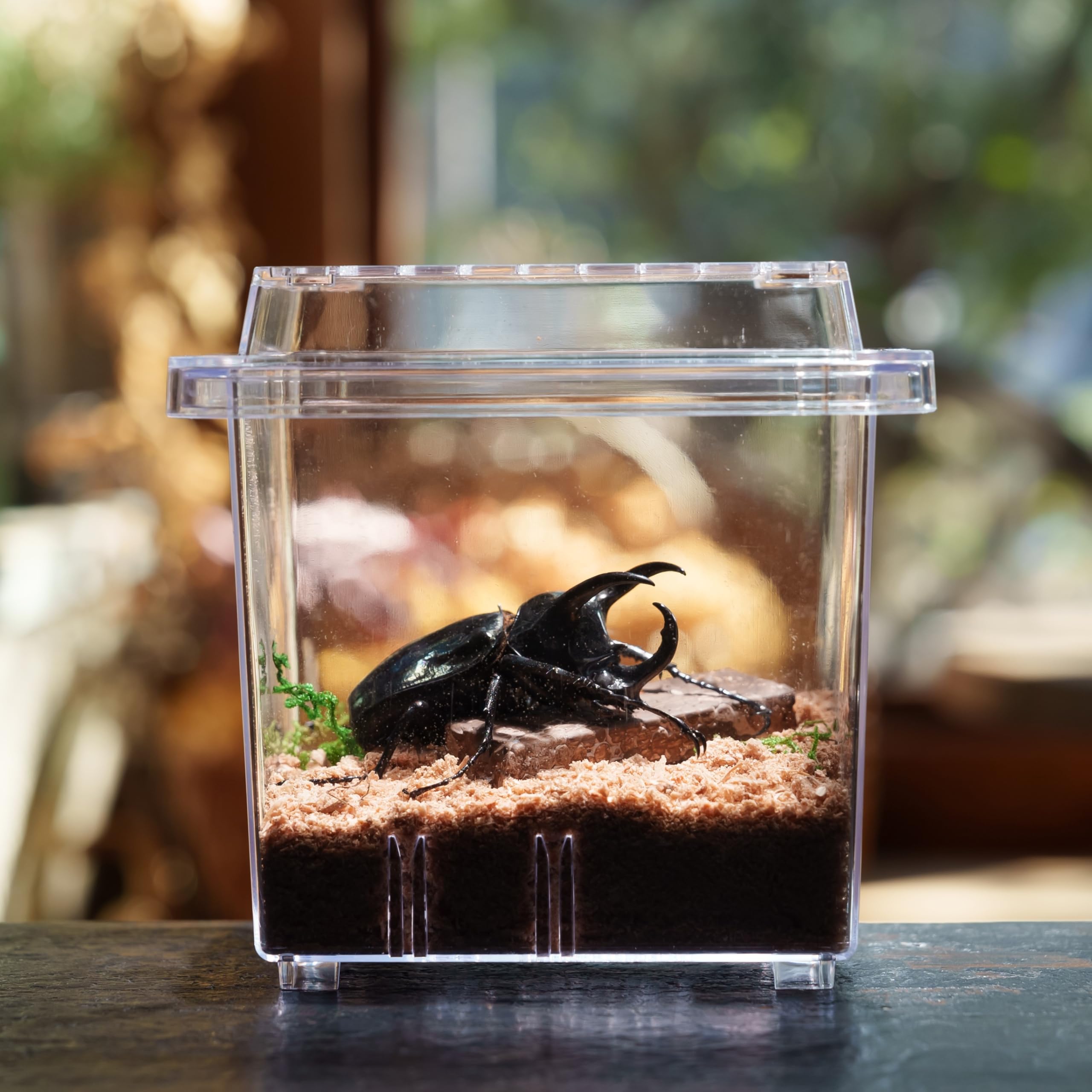 Amazon | 【BIG HORN】ギラファノコギリクワガタ70UP成虫ペア