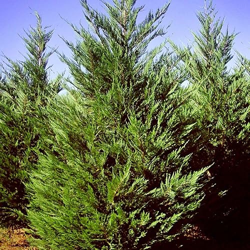 Miniatura 3 de The Leyland Cypress, de crecimiento rápido, de hoja perenne, adaptable, follaje plumoso, maceta de vivero de 1 galón