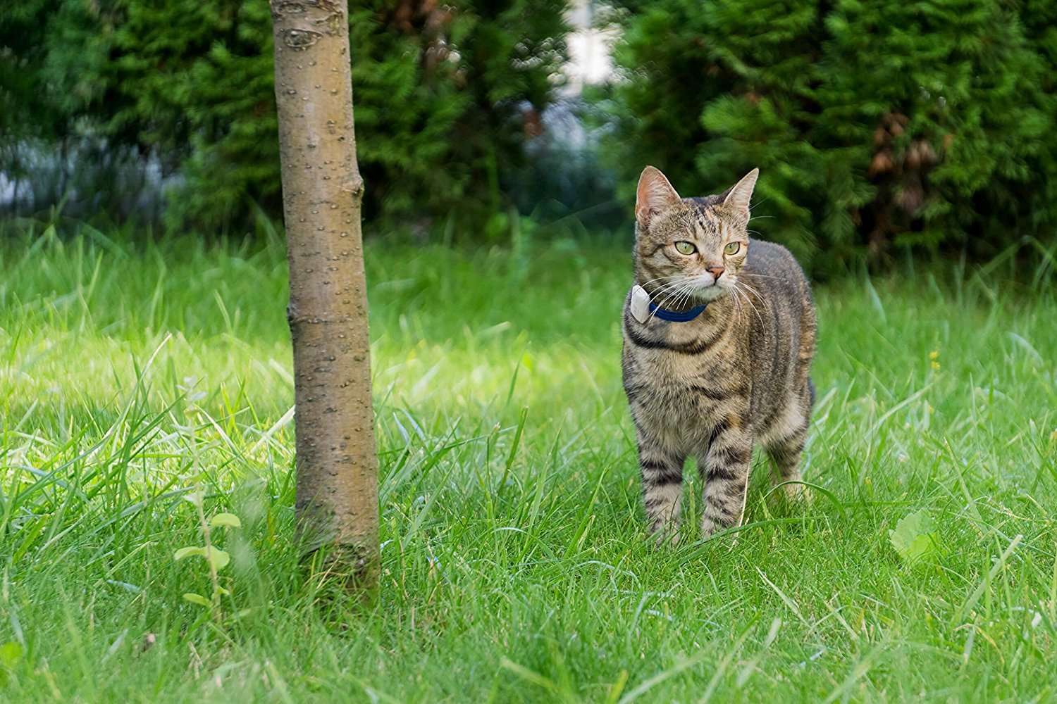 Cat Tracker RF Finder Longest Range up to 1600 ft lightest pet