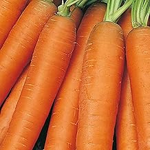 Early Nantes Carrot Seeds – 1000 Seeds – Suitable for Indoor & Outdoor Planting in Pots or Soil in The Yard, Balcony or Garden – Packed in The UK by Meldon Seeds