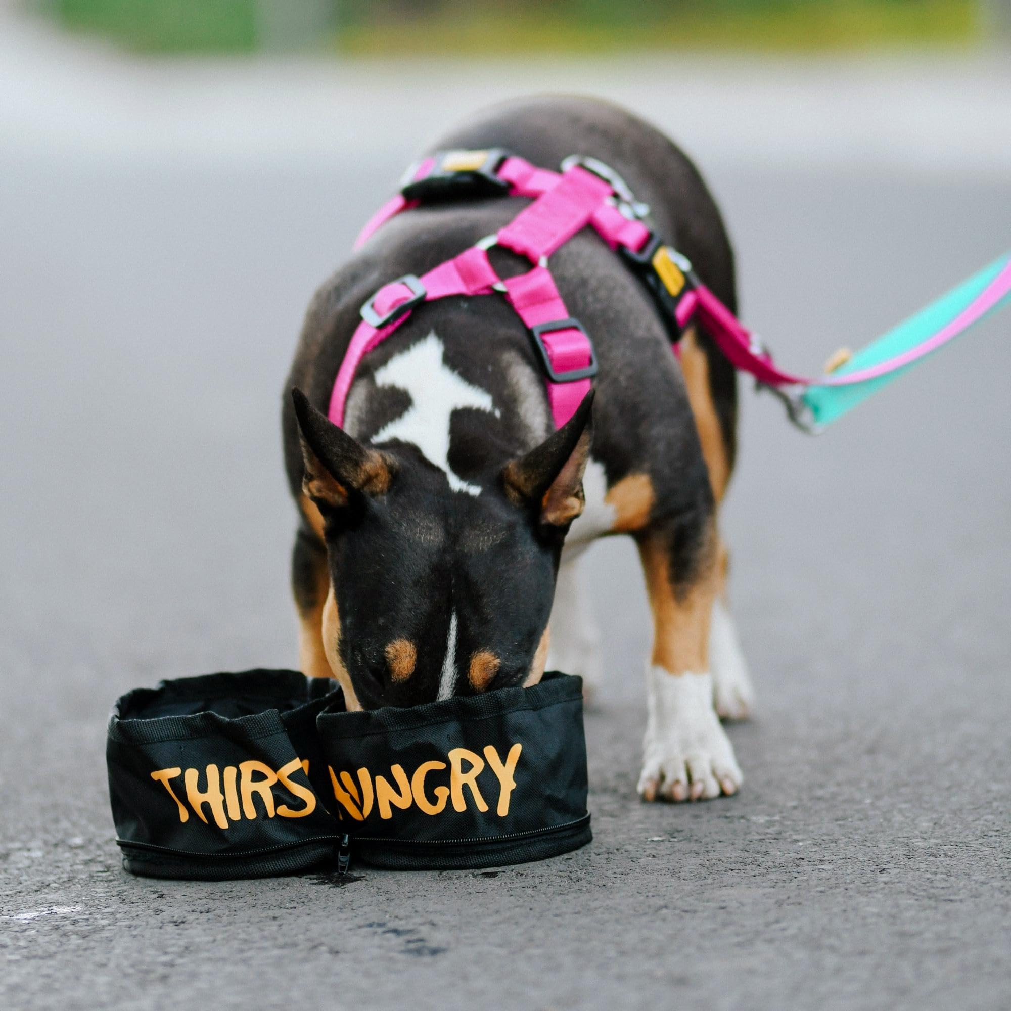 DINGO 2 Twin Dog Travel Bowls with a Metal Carabiners, Foldable into the Kindney Shape - Image 3