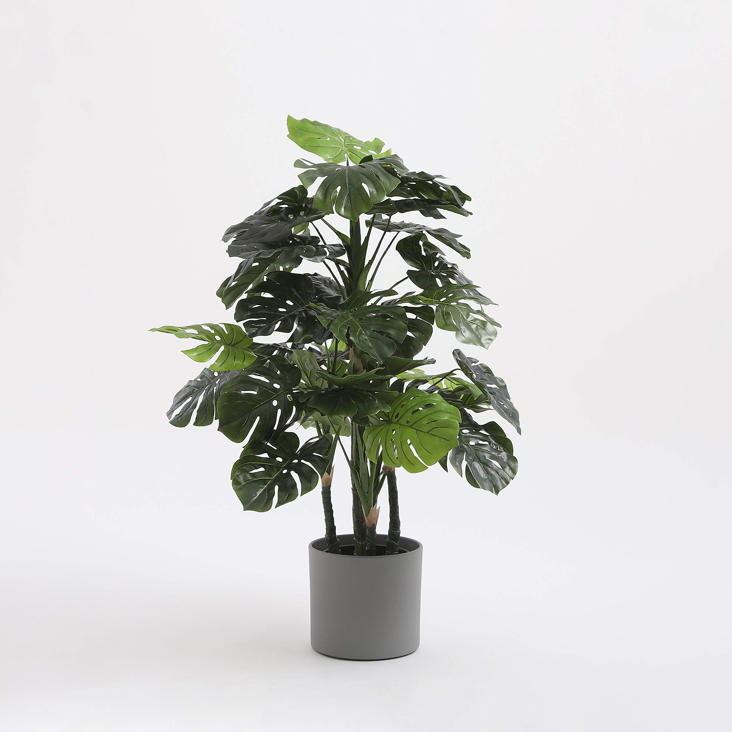 monstera esqueleto epipremnoides Monstera Epipremnoides Esqueleto Adult – whiteleafplants main image 1