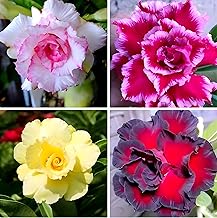 PAJUSDYASI-Beautiful Home Garden Live Adenium (Combo Pack 4) Red,Yellow,Pink,White Flower Plant Tree || For Outdoor & Indoor Plant.