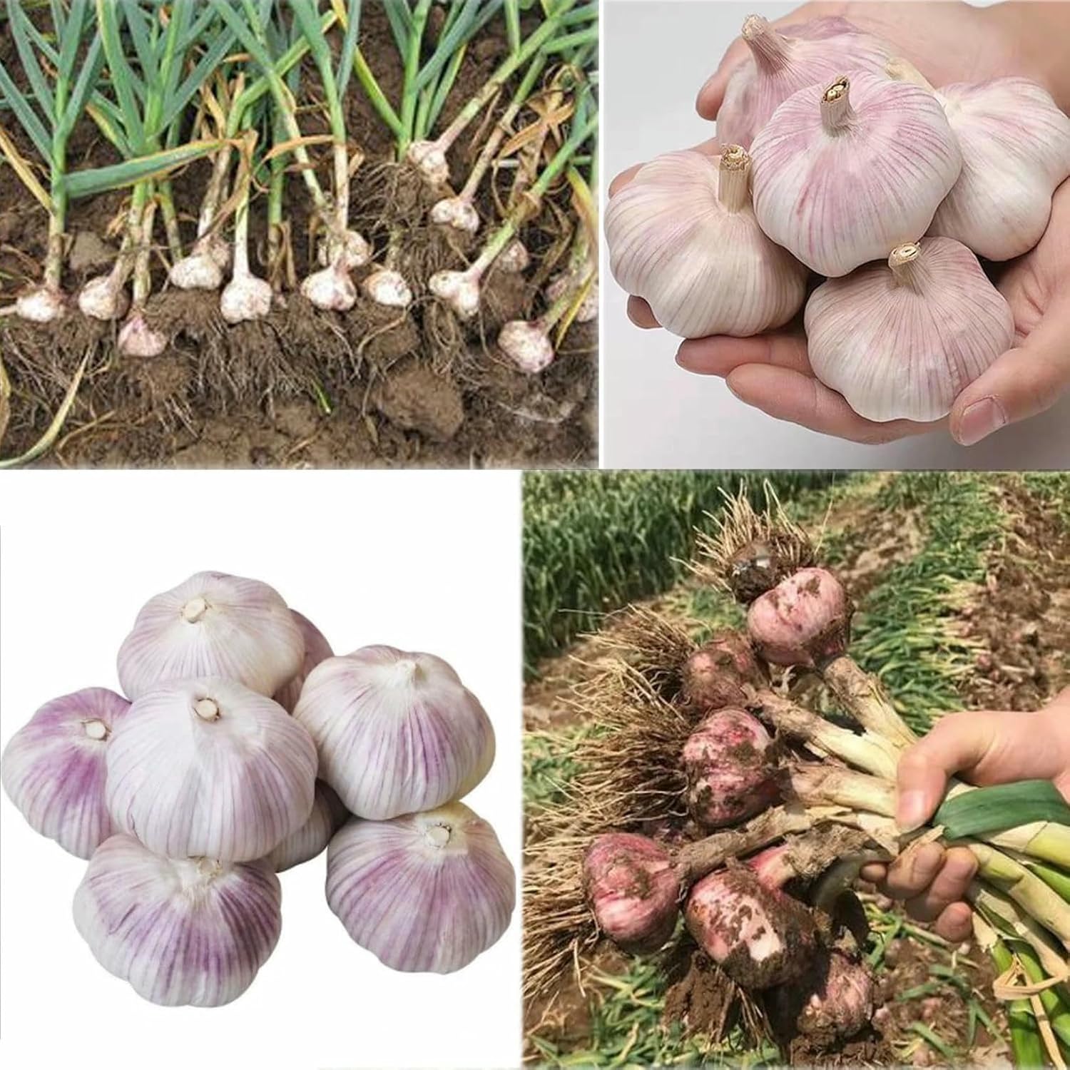 Electric Garlic Root Stem Cutter Cut Beard and Roots, for Garlic/Onion/Single Garlic