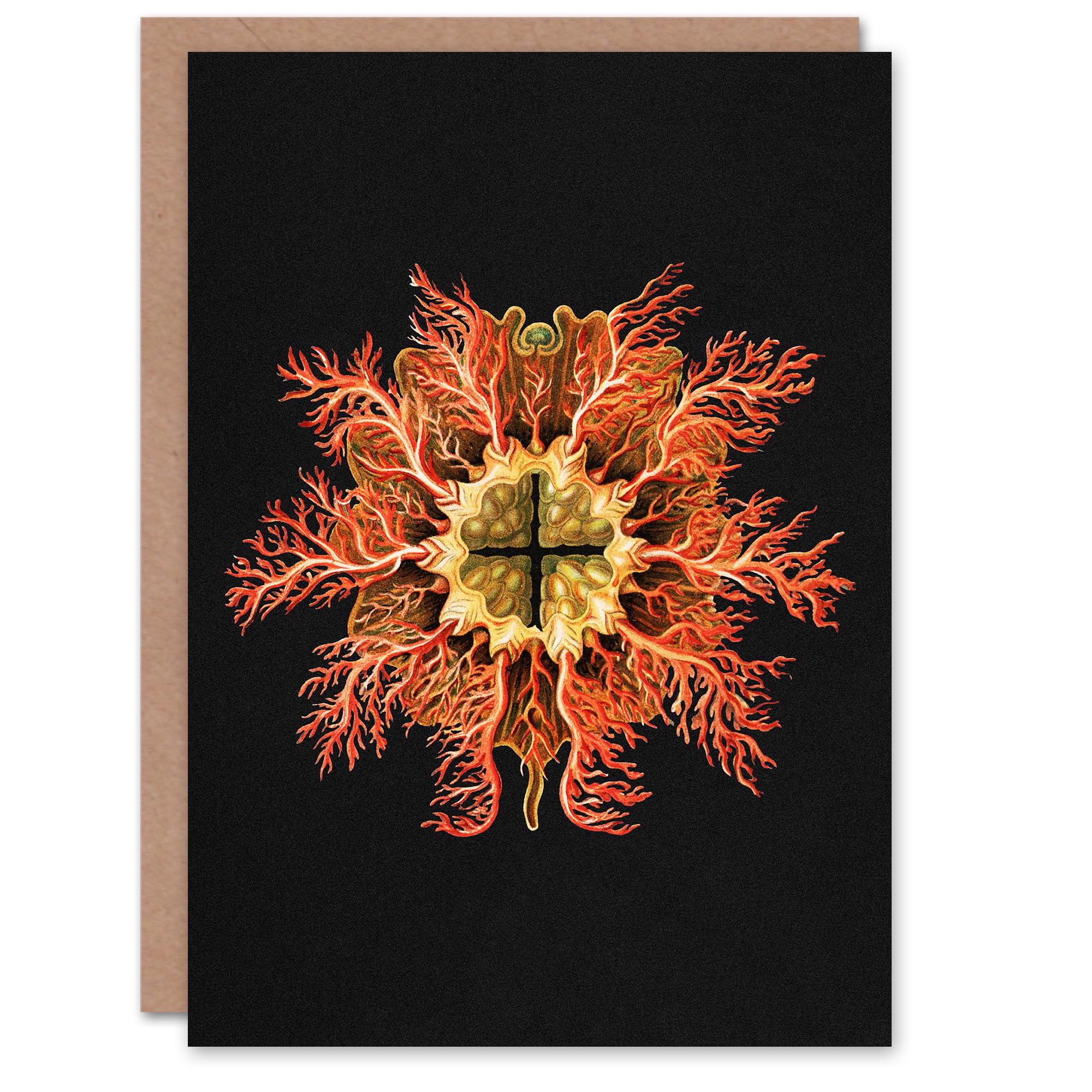 Artery8 Ernst Haeckel Art Card Tunicate Marine Animal on Black