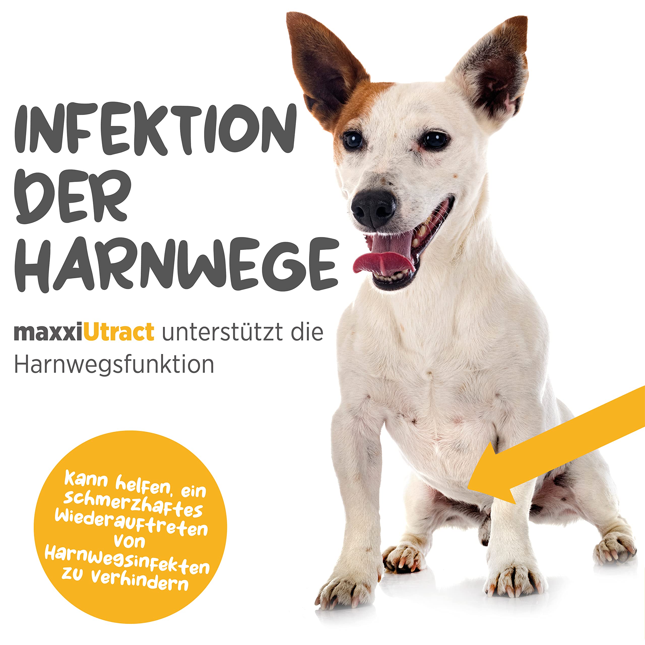 maxxipaws maxxiUtract Harnwegs- und Blasenunterstützung - Nahrungsergänzungsmittel in Pulverform für Hunde, 150g