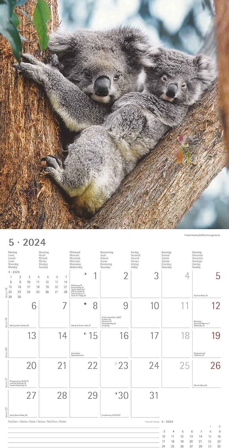 Koalas 2024 Brochure Calendar 30 x 30 cm (30 x 60 Open) - Calendar with Space for Notes - Koala Bears - Picture Calendar - Wall Planner - Bear Calendar