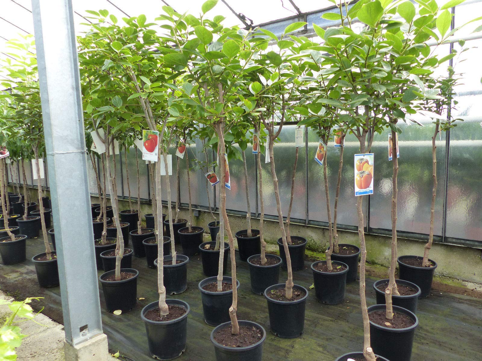 Kaki Baum 160-180 cm Sorte 'Rojo Brilliante' Kakipflaume