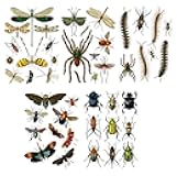 Large Wall Stickers * Insects Spiders Bugs Fly Mosquito Dragonfly Vintage Real Size Illustration * Removable Real Size Vinyl Colorful Wall Decals